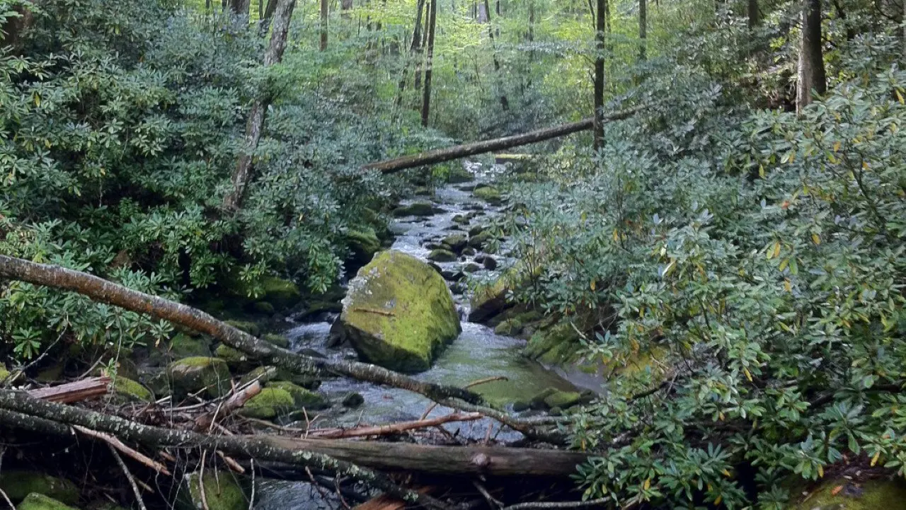 Graham County Comprehensive Plan by TSW, Atlanta - photograph of a creek located in the woods