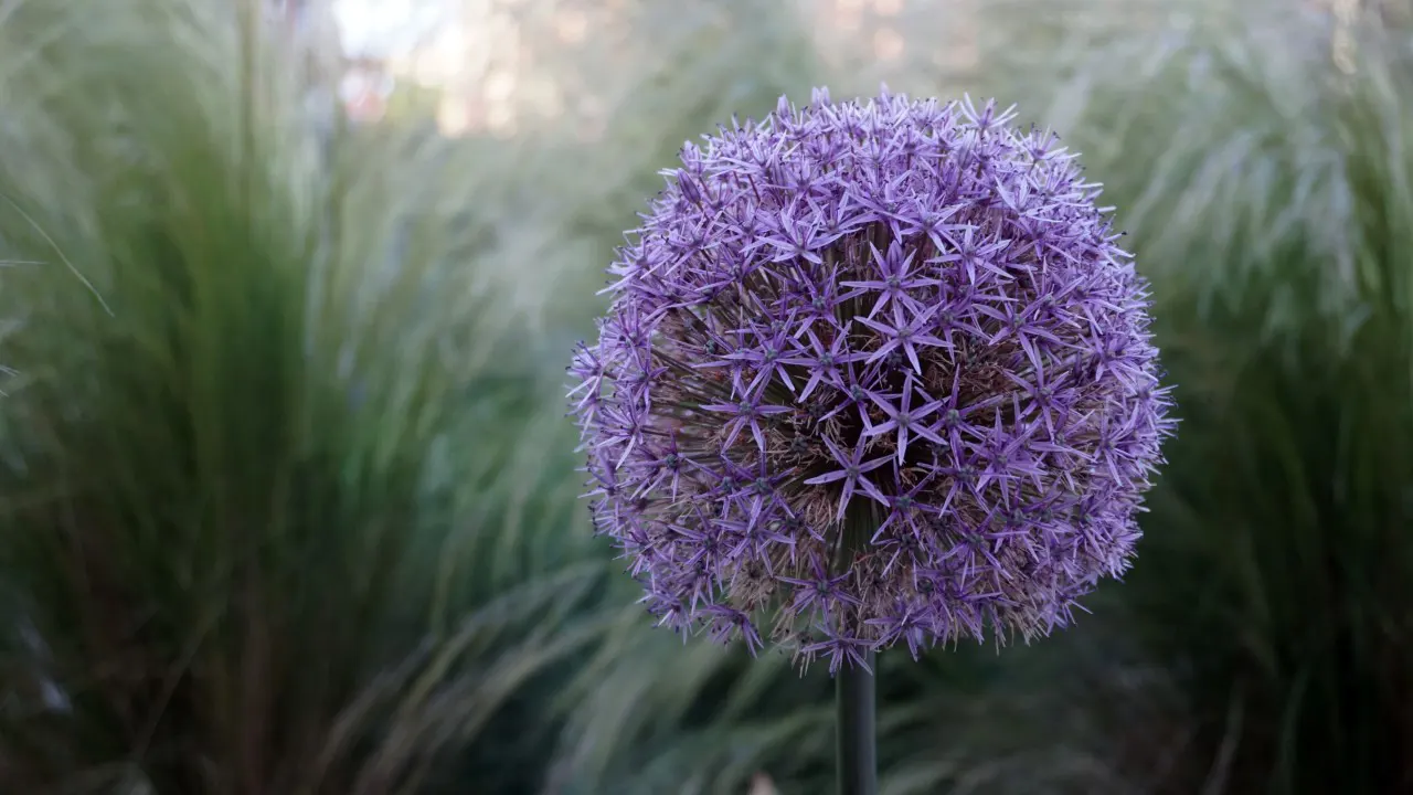 Design by TSW Landscape Architecture Studio, Atlanta